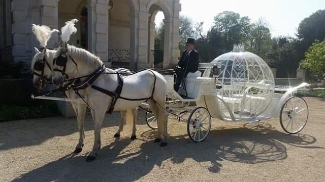 The Asian Wedding Horse Company - White Horse for Asian Wedding Entrance